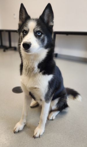 Nova
