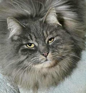 Kylo, Adult Male Domestic Long Hair