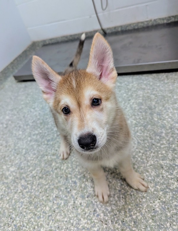 Chiquita