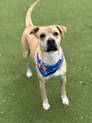Shauntel/Jade, Adult Female Shar-Pei