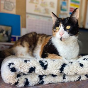 My name is Callie and Im a stunning 12-year-old calico with a coat that looks like a living painti