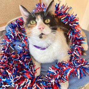 My name is Callie and Im a stunning 12-year-old calico with a coat that looks like a living painti