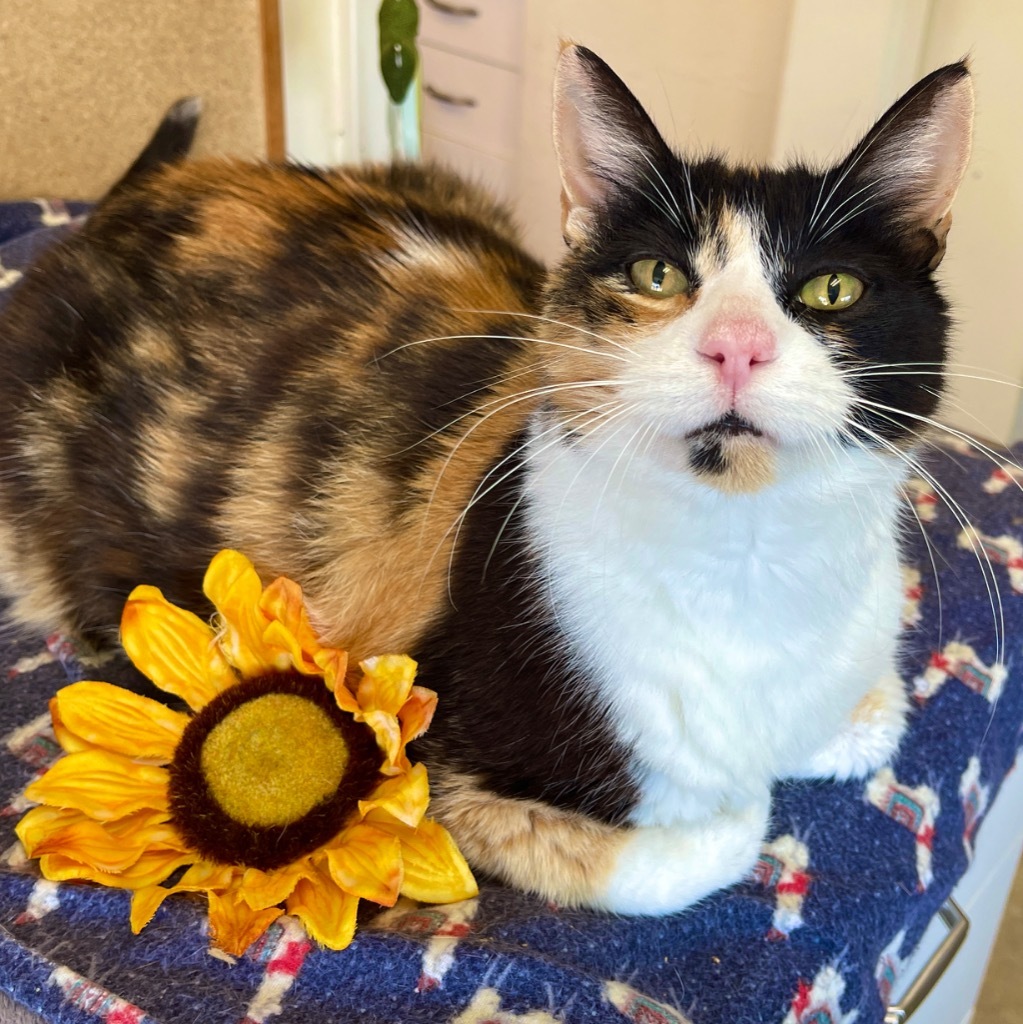Callie, an adoptable Domestic Short Hair in Cambria, CA, 93428 | Photo Image 1