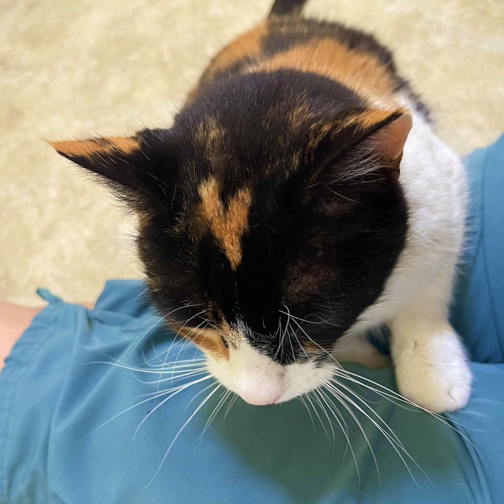 Callie, an adoptable Domestic Short Hair in Cambria, CA, 93428 | Photo Image 2