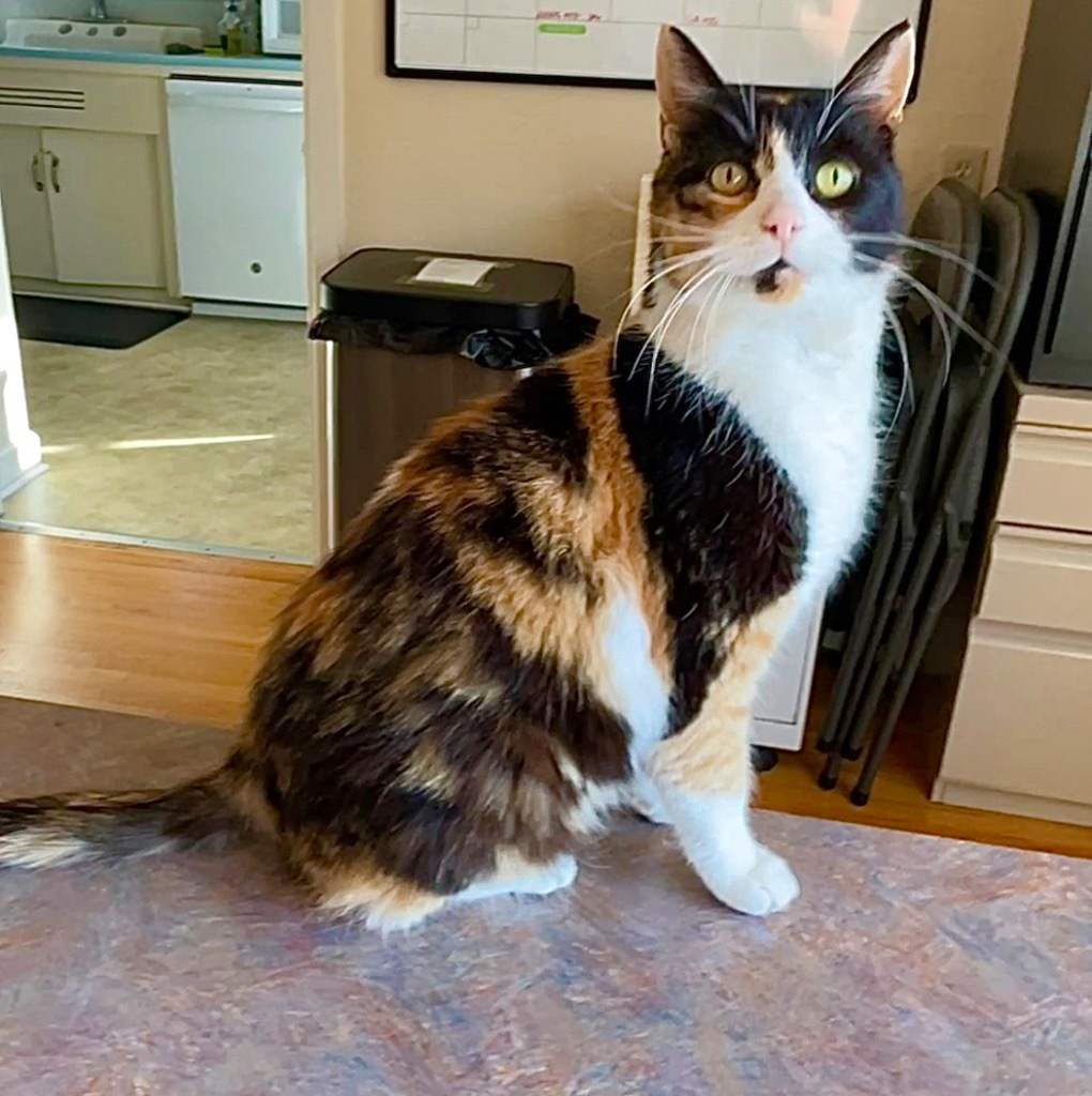 Callie, an adoptable Domestic Short Hair in Cambria, CA, 93428 | Photo Image 3