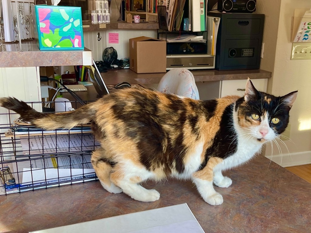 Callie, an adoptable Domestic Short Hair in Cambria, CA, 93428 | Photo Image 4