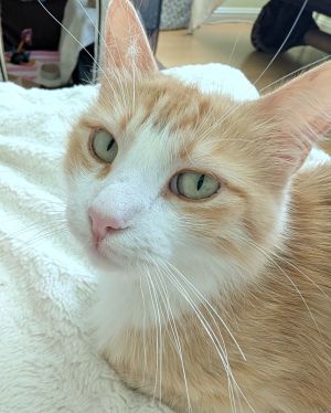 Marmalade is a beautiful orange and white cat with soft green eyes She was rescued by TKR from a hi