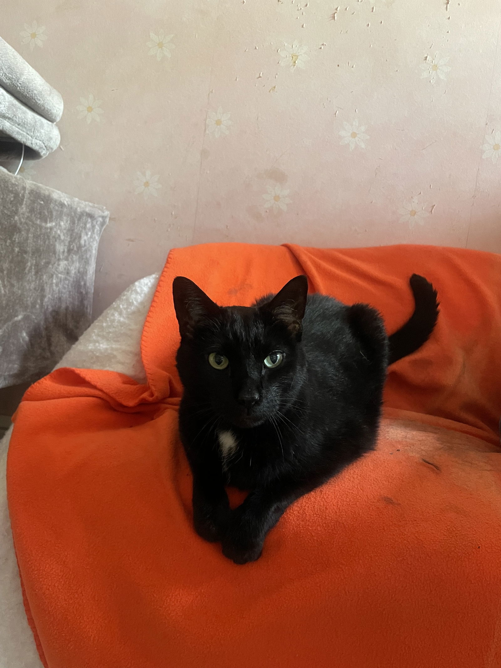 Licorice