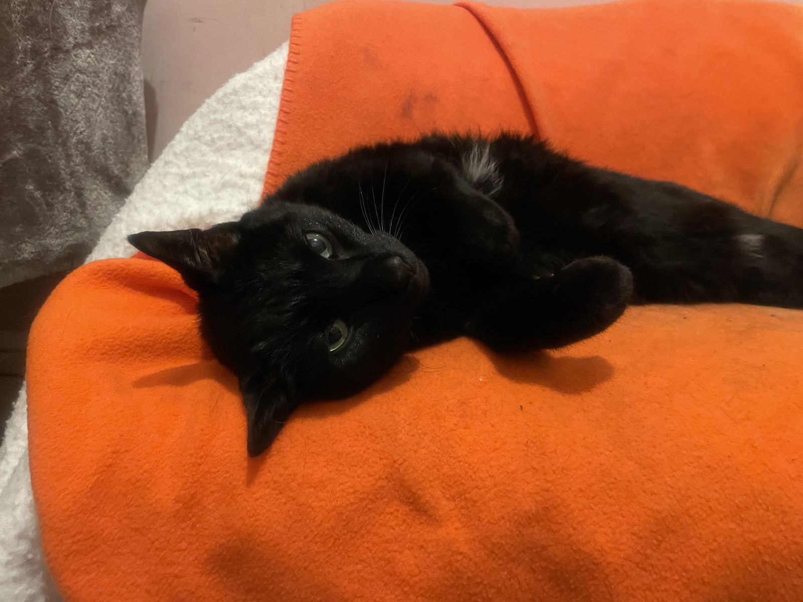 Licorice