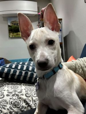 Animal Profile Ollie is a 15-week-old chihuahua mix who is playful and friendly He was stuck in a 