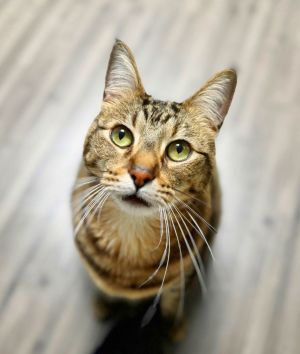 Bear, Adult Male Tabby