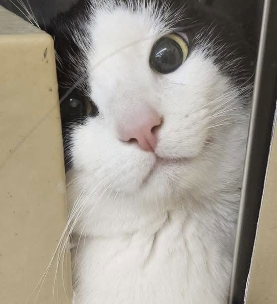 Gordo