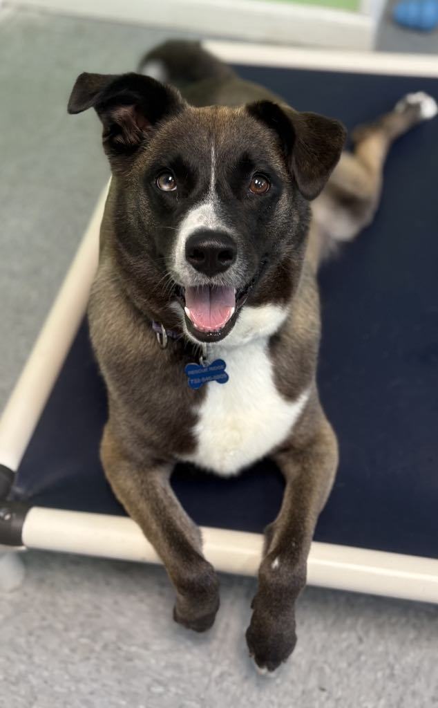 Gemma