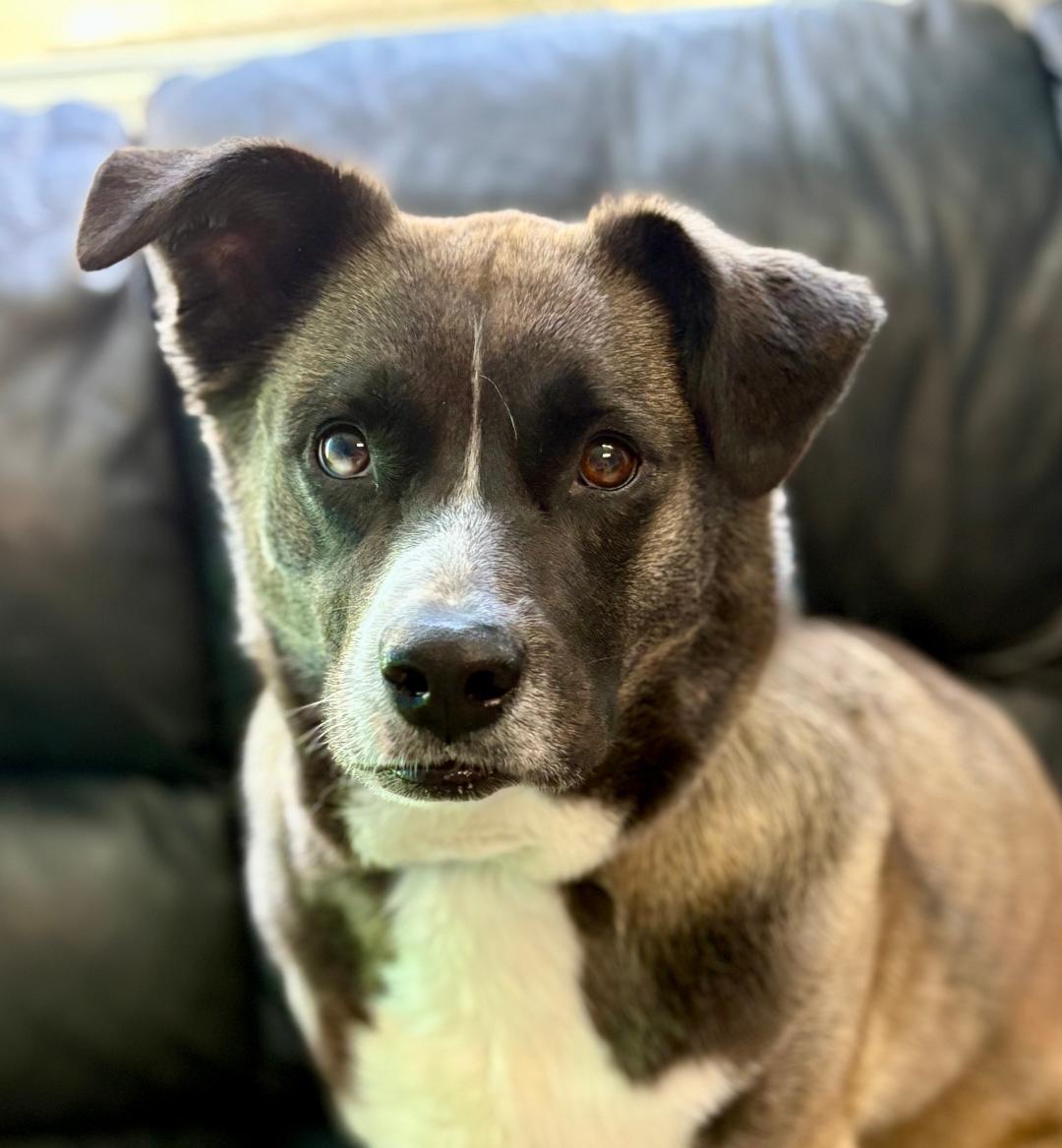 Gemma
