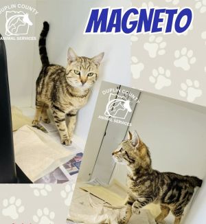 Magneto, Young Male Domestic Short Hair