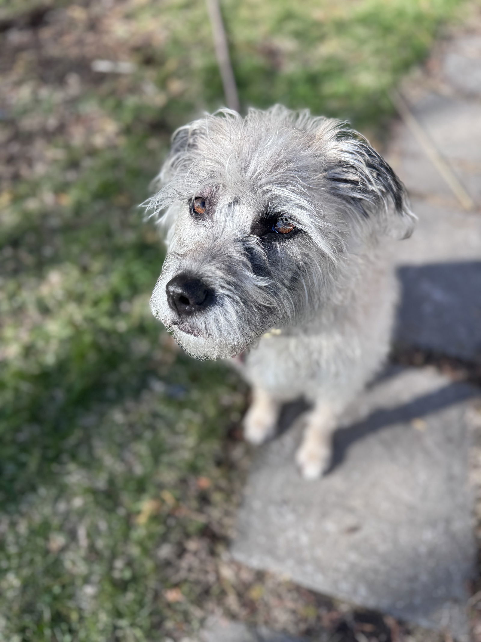 Ayla, an adoptable Wheaten Terrier in Duluth, MN, 55802 | Photo Image 1