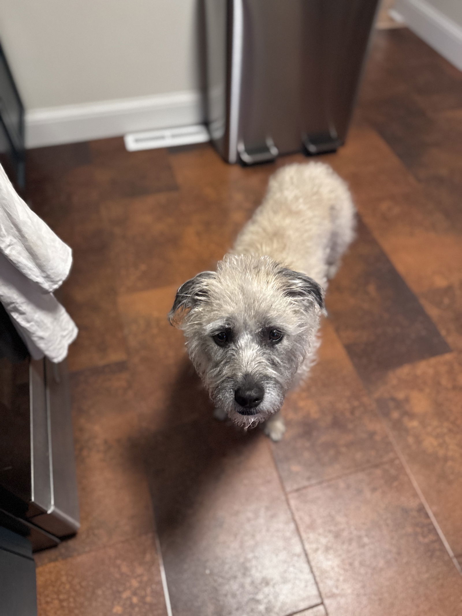 Ayla, an adoptable Wheaten Terrier in Duluth, MN, 55802 | Photo Image 2