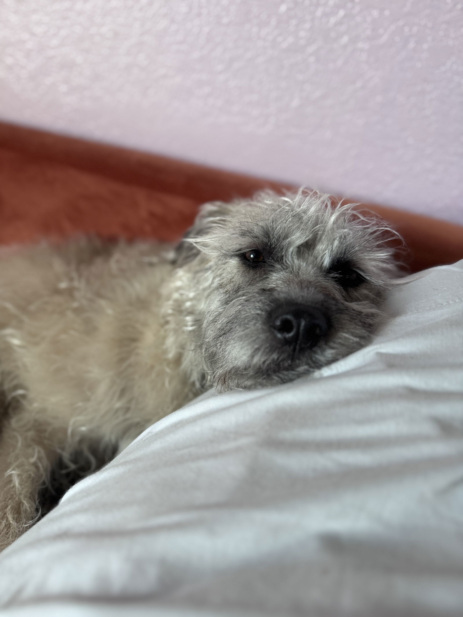 Ayla, an adoptable Wheaten Terrier in Duluth, MN, 55802 | Photo Image 3