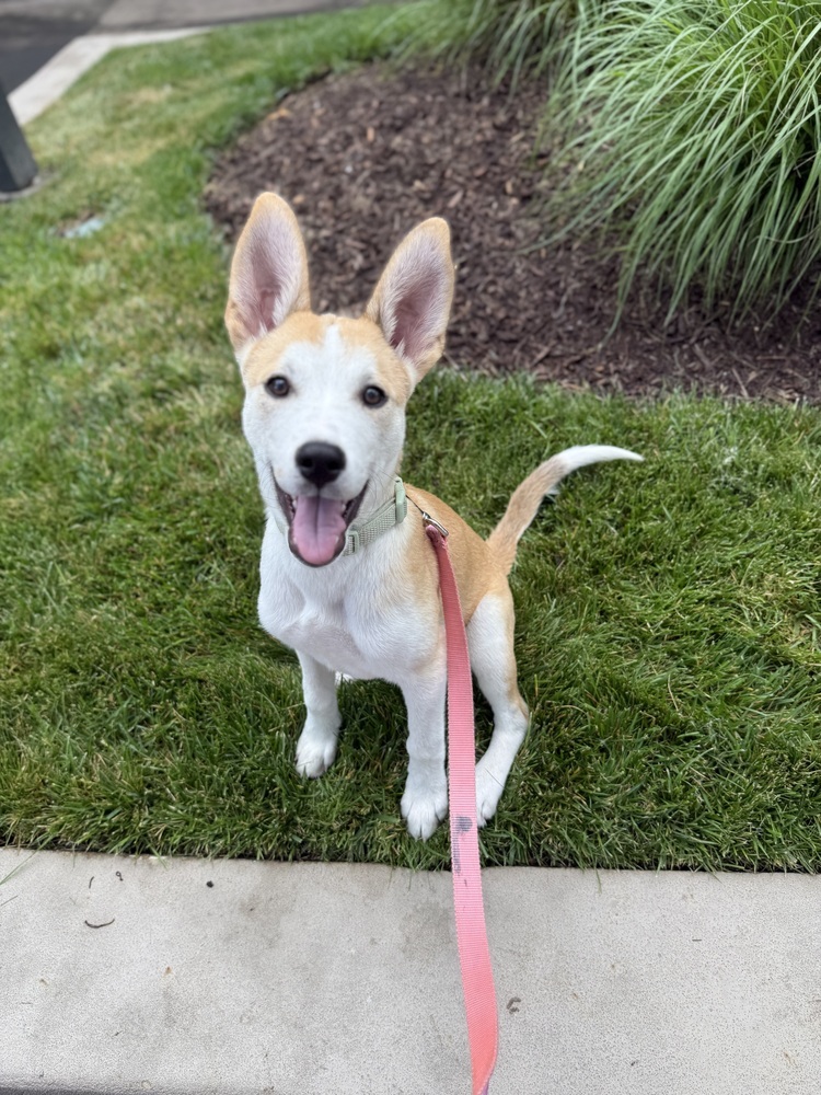 Pup Madeline