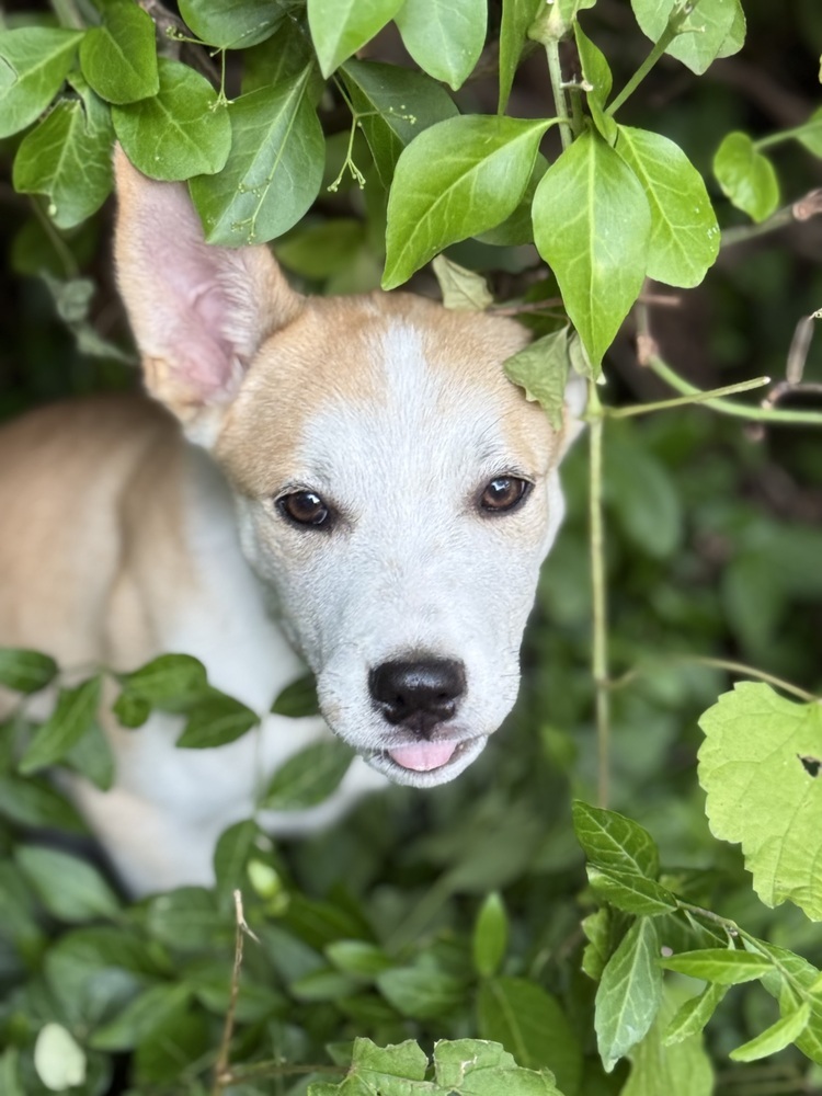 Pup Madeline