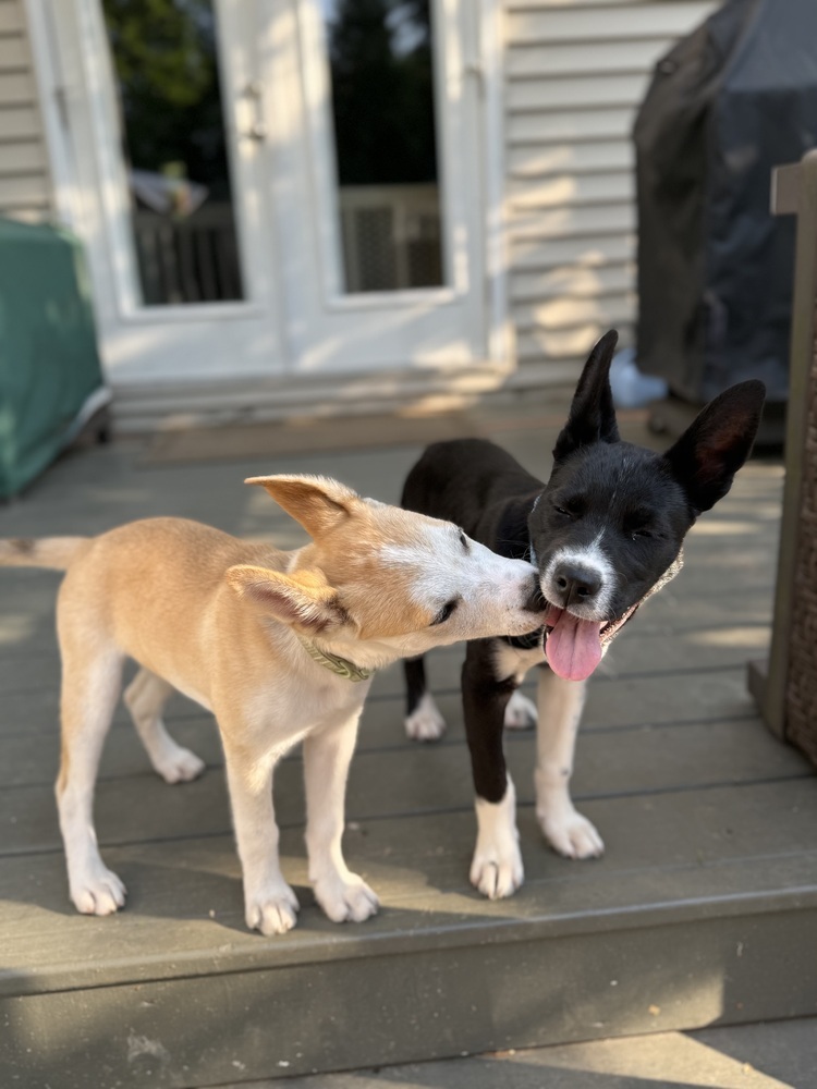 Pup Madeline