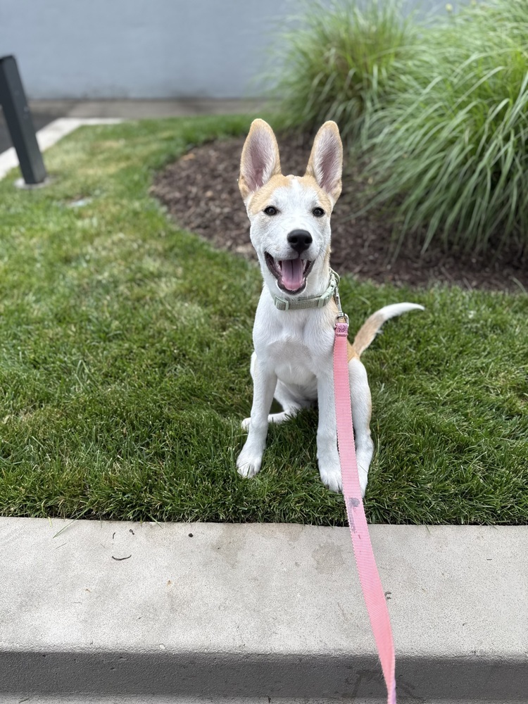 Pup Madeline