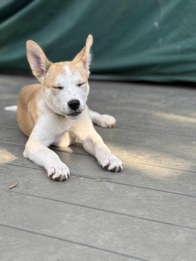 Pup Madeline