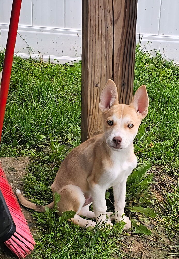Babe Marco