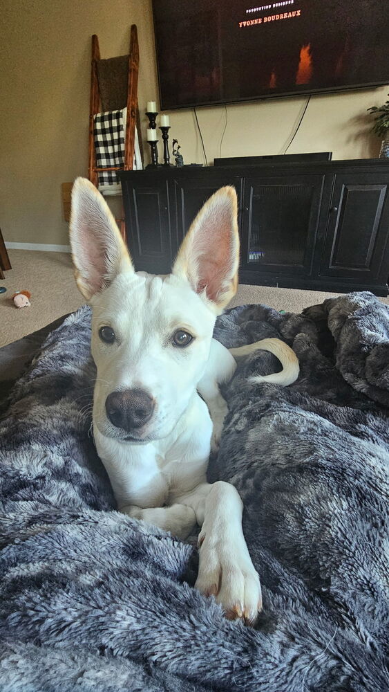 Pup Melvin
