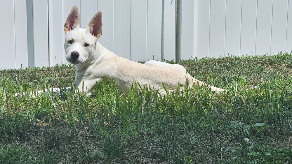 Pup Melvin