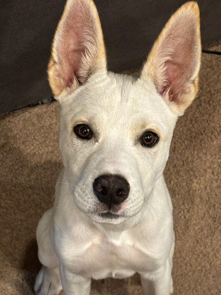 Pup Melvin