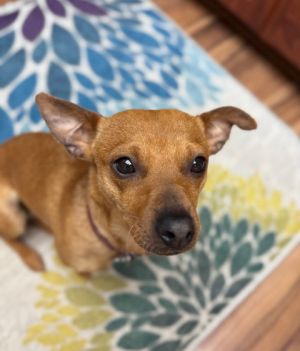Meet Luna What a darling girl she is Luna is a lovely Chihuahua mix around one year old She is
