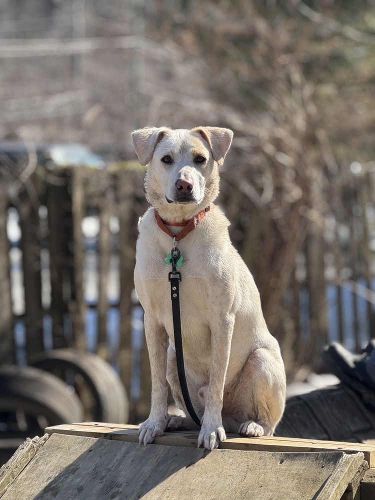 Ralph - 25042