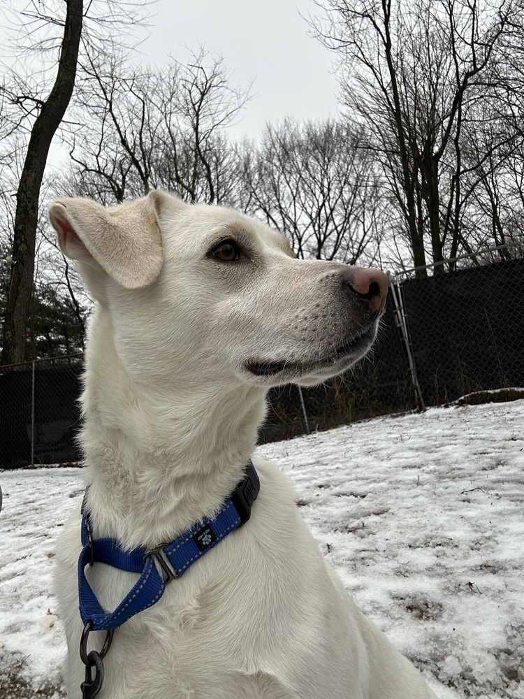 Ralph - 25042