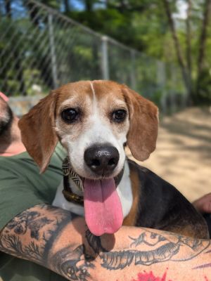 Precious - 25113, Adult Female unknown