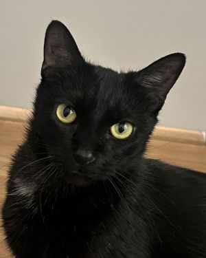 Lil Angie Biscuit, Adult Female Domestic Short Hair