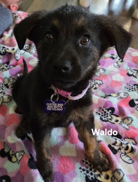 Waldo