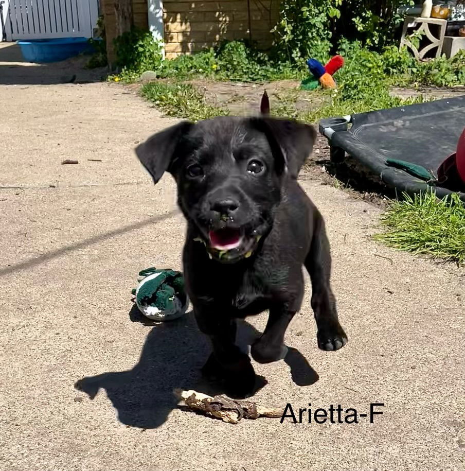 Arietta