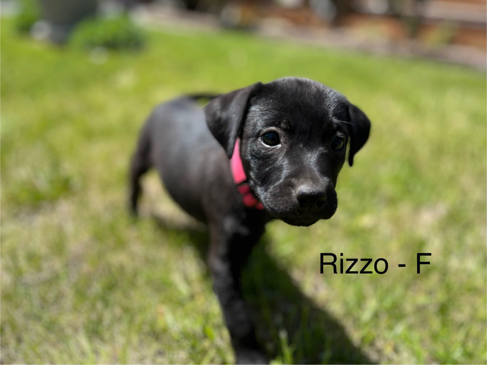 Rizzo 25