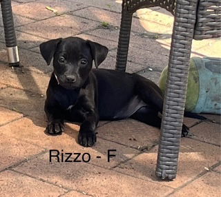 Rizzo 25
