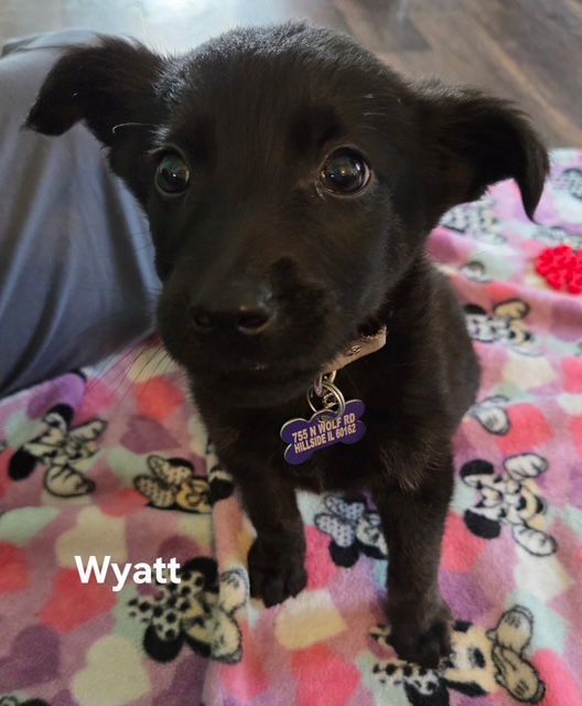 Wyatt