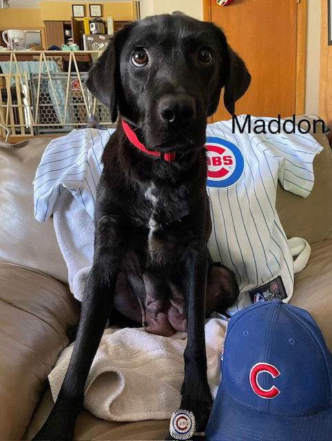 Maddon (Maddie)