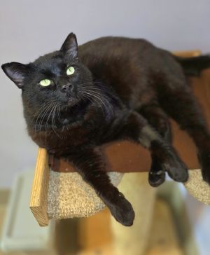 Tobi, Adult Male Domestic Medium Hair