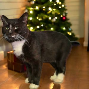 Tux, Adult Male Domestic Short Hair
