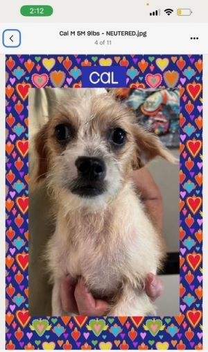 Cal - 6 months old 10lbs Terrier Mix Neutered Estimated full grown size About 13lbs Their Foster