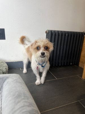 Cal - 9 months old 12lbs Terrier Mix Neutered Estimated full grown size About 13lbs Our Tean Say