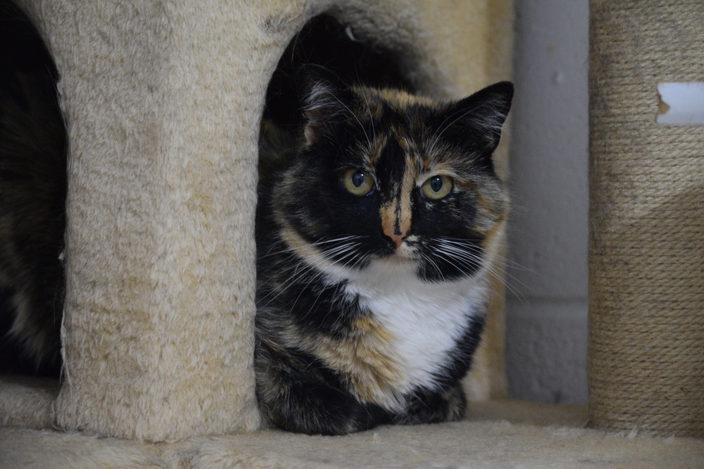 Petunia, an adoptable Domestic Short Hair in Salmon, ID, 83467 | Photo Image 1