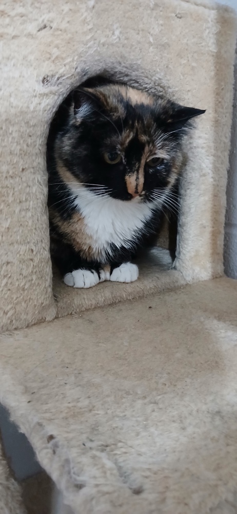 Petunia, an adoptable Domestic Short Hair in Salmon, ID, 83467 | Photo Image 2