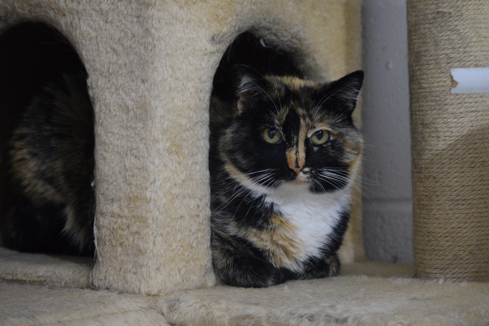 Petunia, an adoptable Domestic Short Hair in Salmon, ID, 83467 | Photo Image 3