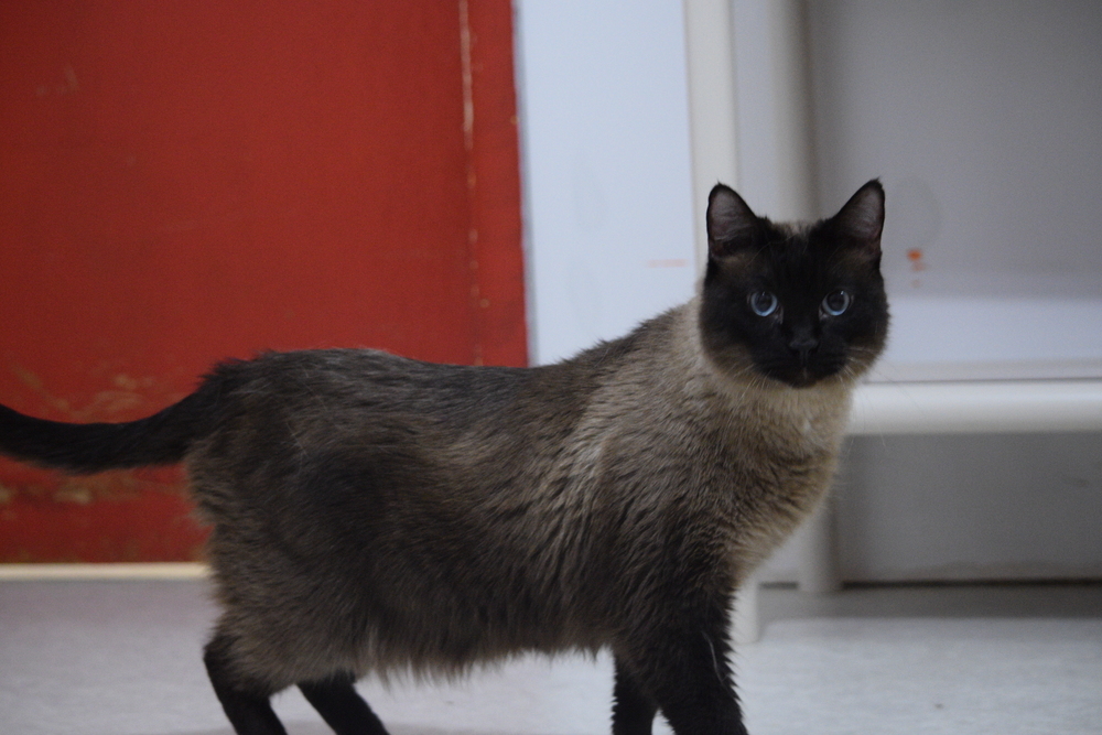 Baloo, an adoptable Siamese in Salmon, ID, 83467 | Photo Image 1